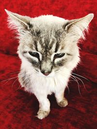 High angle portrait of cat