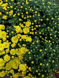 Close-up of yellow flowers blooming in field