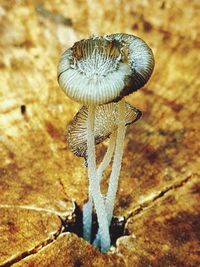 Close-up of mushroom