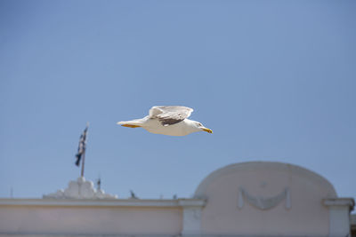 Low angle view of seagull flying