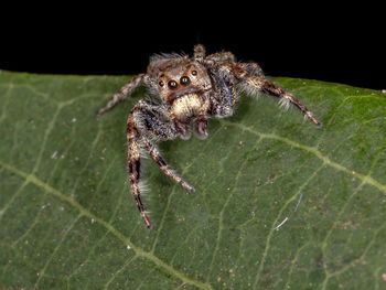 Close-up of spider