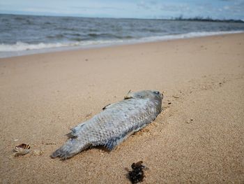 Close-up of crab on beach