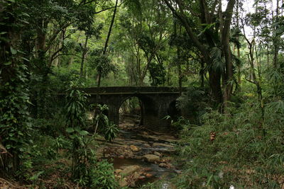 Arch bridge in forest