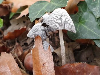 Close-up of mushroom on field