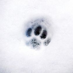 High angle view of snow covered field