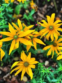 Close-up of yellow flowers blooming on field