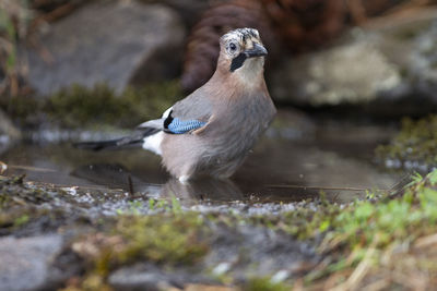 Close-up of bird perching on field