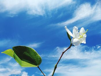 Low angle view of white flowering plant against sky