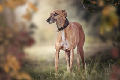 Dog standing on field