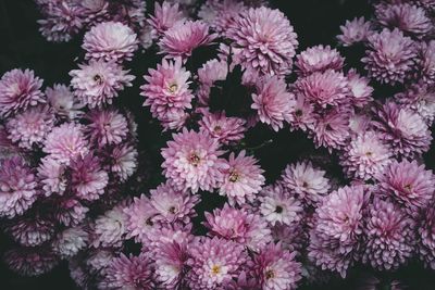 Close-up of pink flowering plants