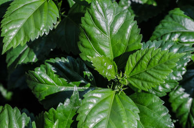 Close-up of plant leaves