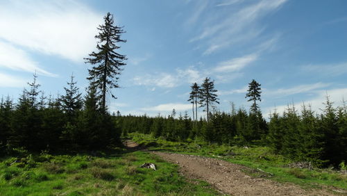 Trees in forest against sky