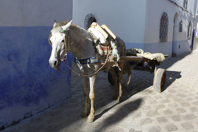 White horse with cart in morocco