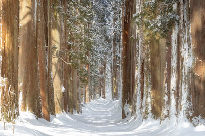 Snow covered road amidst trees in forest