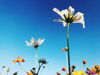 Low angle view of flowering plants against blue sky
