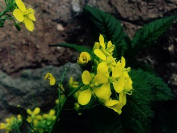 Close-up of yellow flower