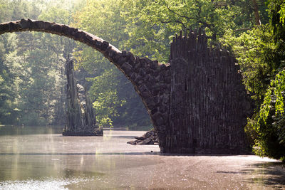 Trees growing in water