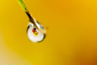 Extreme close-up of water drop on twig with reflection on flowers