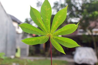 Close-up of green leaves