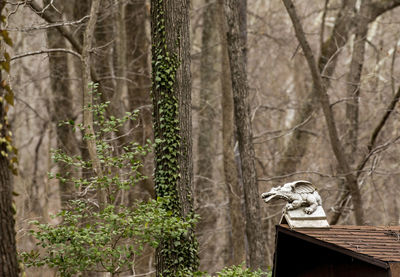 View of bird in forest