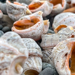 Full frame shot of shells