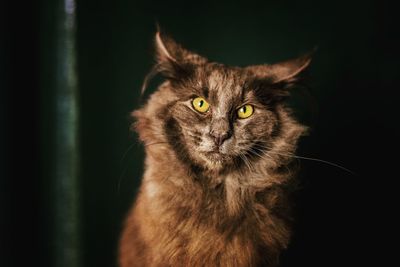 Close-up portrait of cat at night