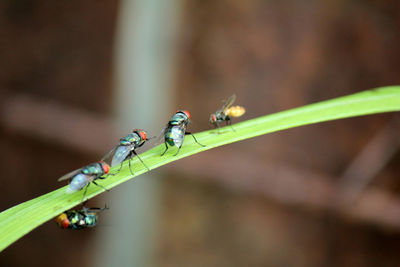 Flies,fly carriers of cholera