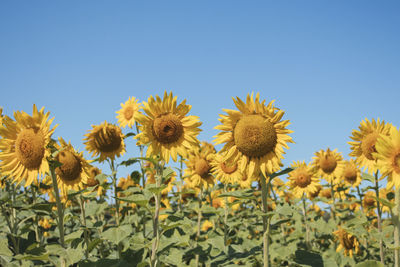 Close-up of sunflower against clear blue sky