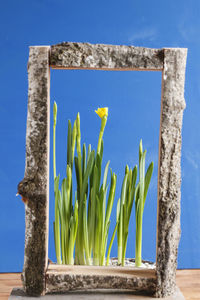 Close-up of ikebana against clear sky