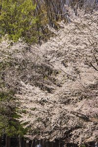 Scenic view of trees