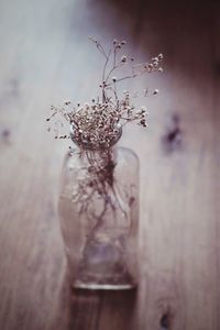 Close-up of flowers in vase