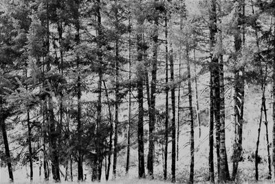 Pine trees in forest during winter