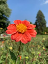 Close-up of red flower on field