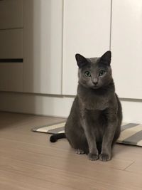 Portrait of cat sitting on floor at home