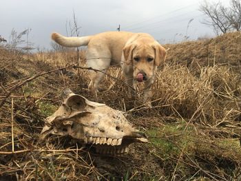 Dogs in a field