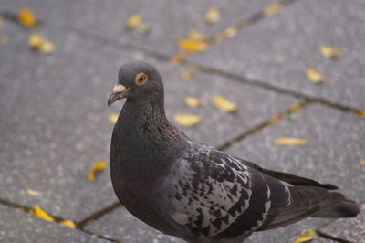 Close-up of bird perching outdoors