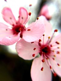 Close-up of pink flowers