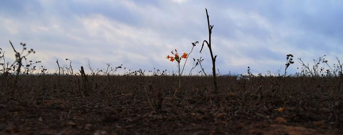 Close-up of plants growing on field against sky