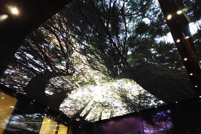 Low angle view of illuminated trees against sky