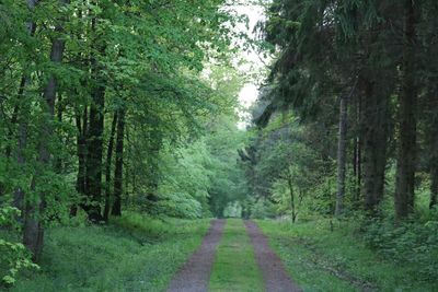 Road amidst trees in forest