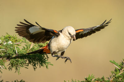 White-headed buffalo weaver jumps to another branch