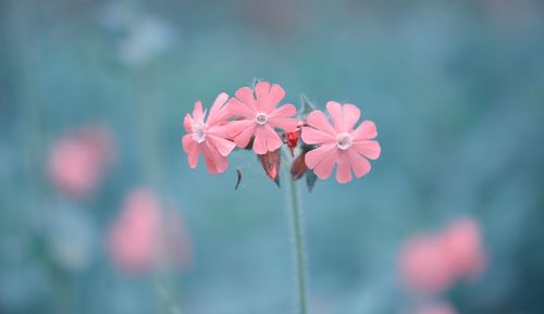 Close-up of pink flowering plant