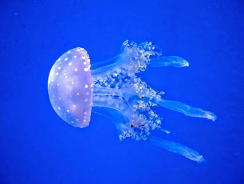 Close-up of jellyfish in sea