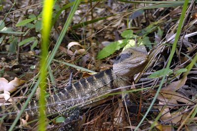 High angle view of lizard on field