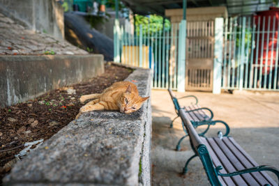 A sleeping ginger cat in tai o