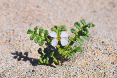 Close-up of small plant growing on beach