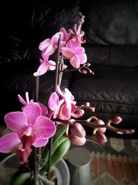 Close-up of pink flowers blooming outdoors