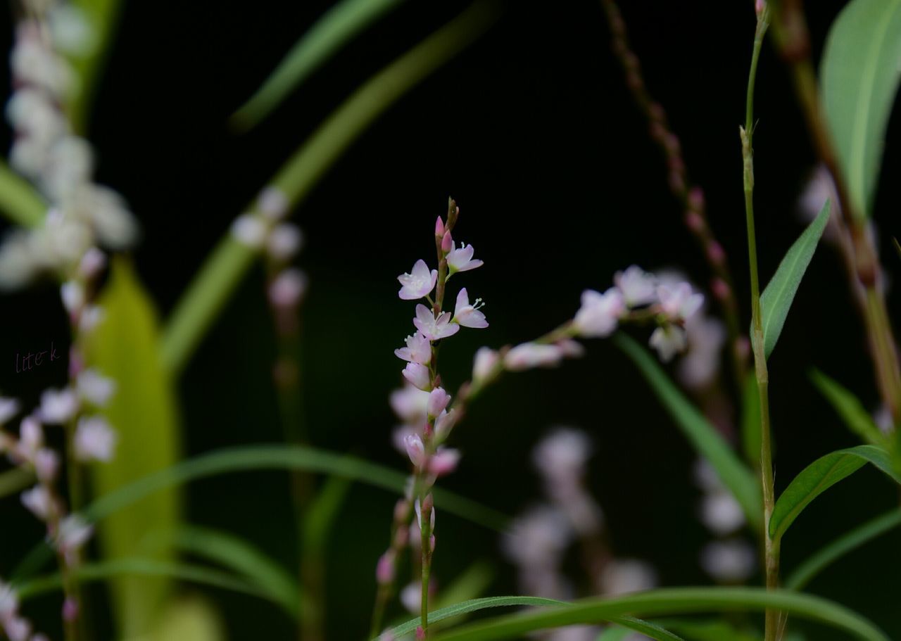 growth, plant, nature, flower, fragility, beauty in nature, outdoors, day, no people, freshness, close-up