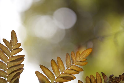 Close-up of fresh green leaves against blurred background