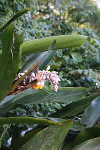 Close-up of flowers blooming in park